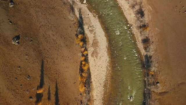 Altai Republic, Siberia, Russia. Flowing turquoise green curved river in the field, sparse trees. Aerial view of the beautiful autumn wildlife of the Altai Territory. Landscape with forest, trees