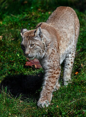 Lynx walking on the lawn. Latin name - Lynx lynx