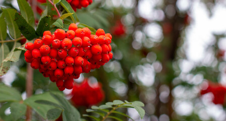 Red berries in the fall, winter berries, mountain ash, Christmas theme