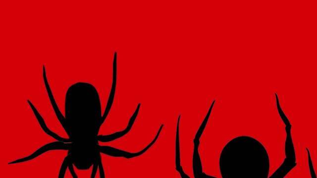 Spiders overlay on alpha channel background. Silhouettes of spiders crawling on transparent background