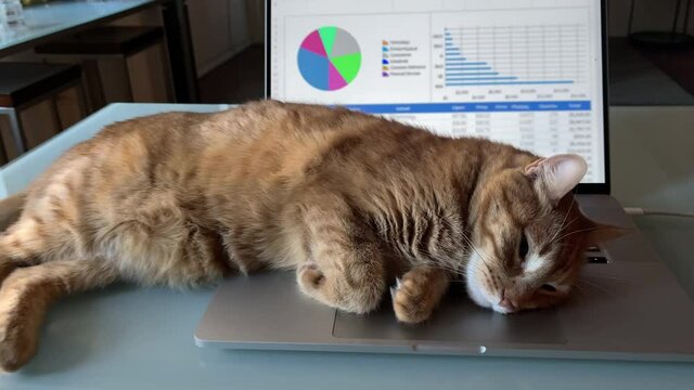 sleepy cat lying on laptop computer keyboard - working from home distraction