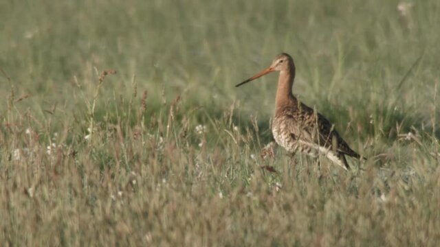 blackmailed godwit in the duemmer basin, germany