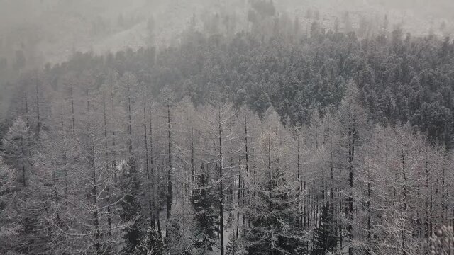 The foot of the glacier of the huge Belukha mountain, the valley of the Aktru River, the Altai mountains. Cloudy weather, storm, wildlife, winter forest, frozen mountain river in the valley of the