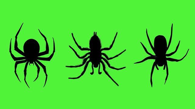 Set of three spiders on green screen background. Silhouettes of black spiders moving on green background, Chroma Key