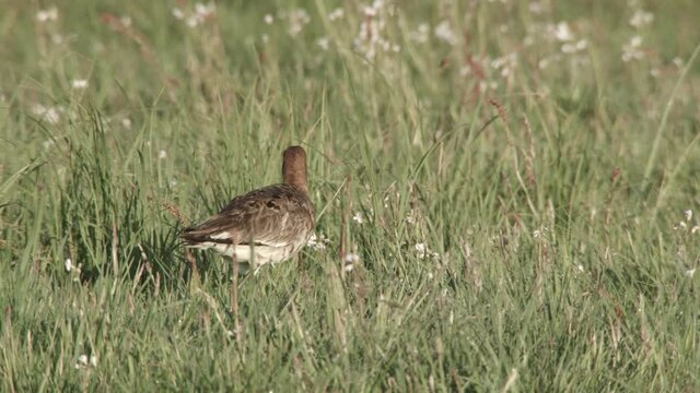 blackmailed godwit in the duemmer basin, germany