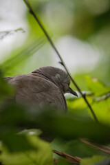 Turtledove
