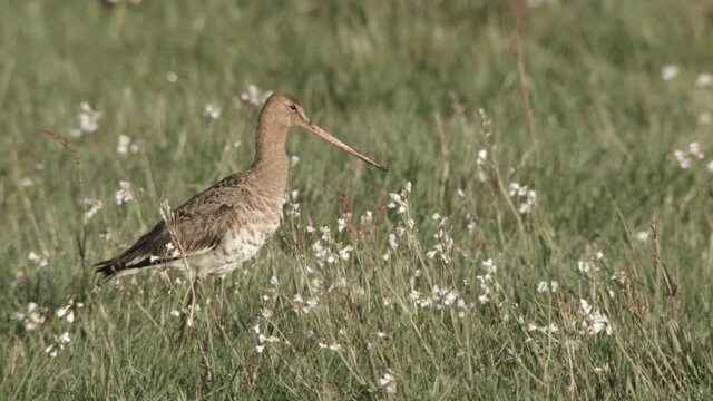 blackmailed godwit in the duemmer basin, germany