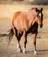 Fototapeta premium portrait of a brown horse