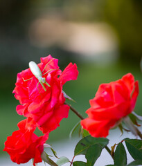 Green mantis on a red rose in the old park in summer