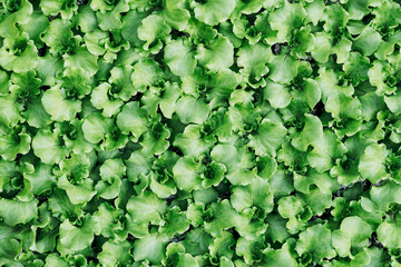 Close up sur des plants de salade - Arrière plan végétal coloré