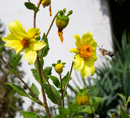 a small hummingbird collects pollen from a beautiful flower in an old park in summer