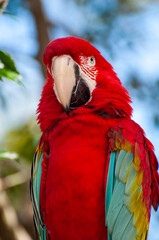 red and blue macaw