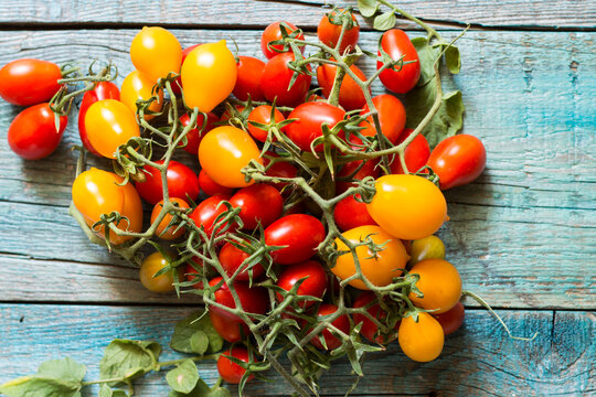 The yellow and red Piennolo of Vesuvius or simply Vesuvian Tomato, on a blue wood background. Piennolo is a cluster tomato grown in Naples, Italy.