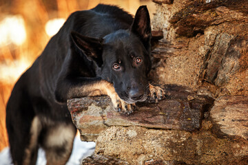 Winte mit Schäferhund