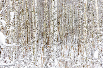Winter birch forest after the recent snowfall