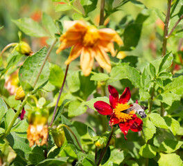 a small hummingbird collects pollen from a beautiful flower in an old park in summer