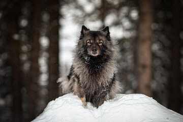 Wolfsspitz im Winter