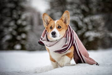 Corgi im Winterwunderland