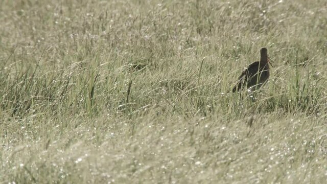 blackmailed godwit in the duemmer basin, germany