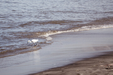 Fototapeta na wymiar Egret bird on the seashore in Santa Marta, Magdalena, Colombia.