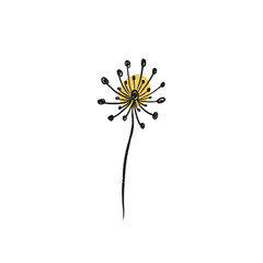 Dandelion flower botanical illustration. Vector line art.