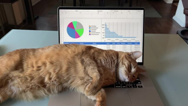 Cat Sleeping On Keyboard Of Laptop Computer - Working From Home - Annoying Pet Distracting From Work