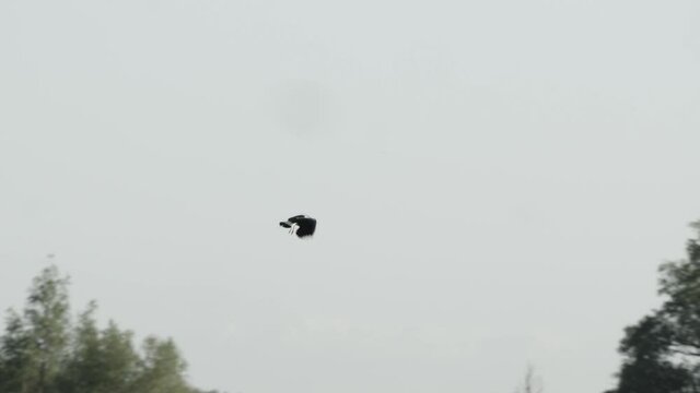Lapwings in the duemmer basin, germany