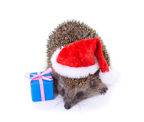 One brown hedgehog in a Christmas hat with a gift. © ANASTASIIA