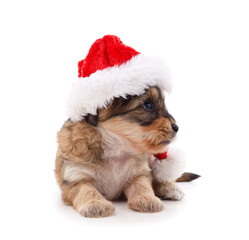 One dog in a Christmas hat.