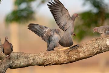 The picazuro pigeon (Patagioenas picazuro)
