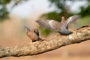 The picazuro pigeon (Patagioenas picazuro)