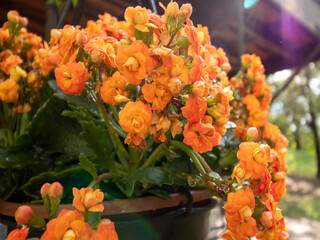 Flor da Fortuna