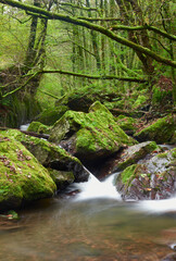 Obraz premium río de pequeño entre bosque frondoso