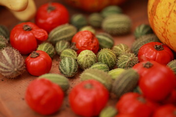 Dried tomatoes, autumn vegetables, harvest, autumn vegetables - 466972659