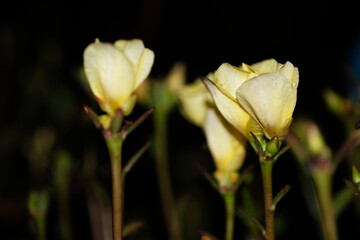 white tulip flower