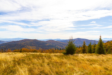 Autumn mountain is covered with yellow grass and coniferous trees
