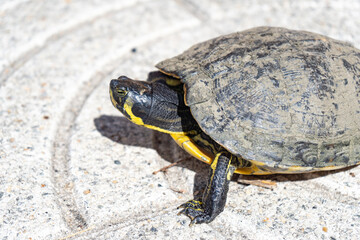 Pseudemys in the sun on a white tile