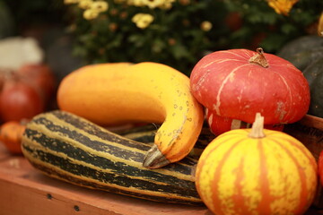 Pumpkin, harvest of autumn vegetables, healthy vegetables - 466973242