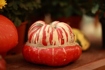 Pumpkin, harvest of autumn vegetables, healthy vegetables - 466973442