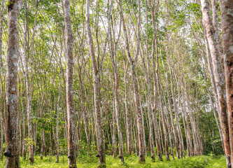 Rubber tree, Latex rubber, Plantation and tree rubber