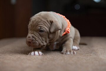Portrait of a small beautiful purebred American Pit Bull Terrier puppy.