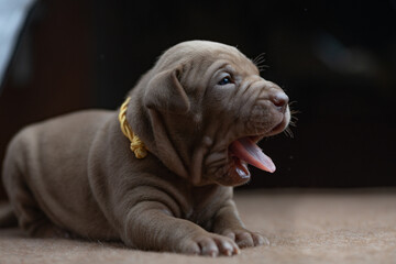 Fototapeta na wymiar Portrait of a small beautiful purebred American Pit Bull Terrier puppy.