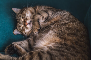Fototapeta na wymiar The fat cat is sleeping sweetly. It shows its belly.