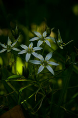 Obraz premium White Flower