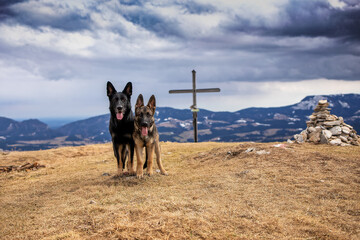 Schäferhunde in der Natur