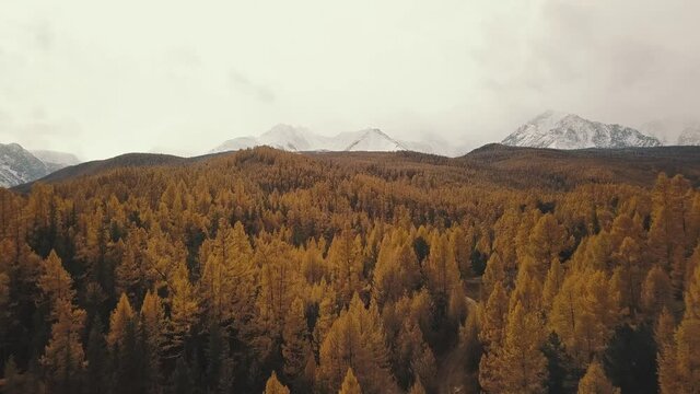Altai Republic, Siberia, Russia. Aerial view of the autumn winter forest in the snow on the mountain and snowy mountains. Cold wild landscape: golden yellow foliage of trees with snow on the hill