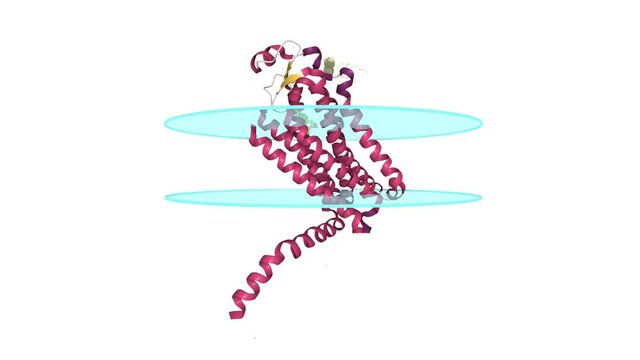 Human adenosine A2a receptor with adenosine bound. Animated 3D cartoon model, secondary structure color scheme, PDB 2ydo, white background