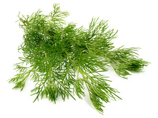 Southernwood on white Background Isolated