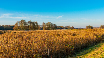 Golden hour by the Narew River