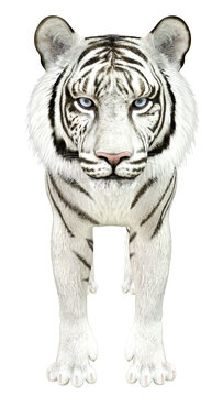 3D White tiger
